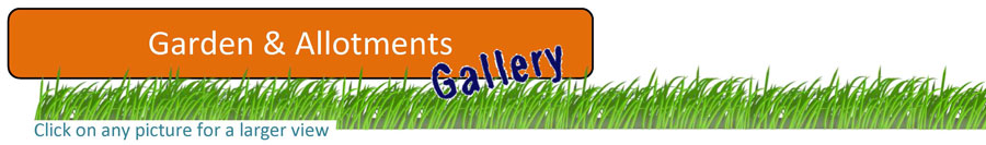 gardens & allotments